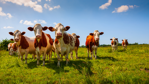 Gutes Fleisch, gutes Gewissen: Warum Regionalität unser Neujahrsvorsatz ist